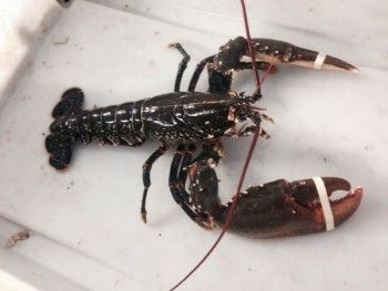 Lobster from Ireland supplied by Rockabill Seafood Ltd - Large Fresh Common Lobster