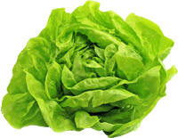 Lettuce from 벨기에 supplied by Enrique Pedros GmbH - Fresh (=Chilled) 신선 상추