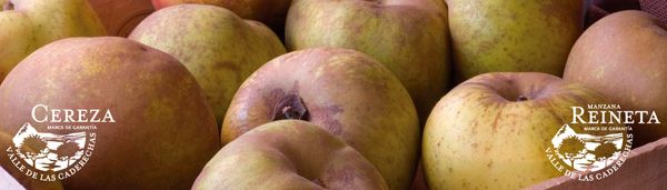 Fresh Whole Apple from Spain supplied by M.G. CEREZA Y MANZANA REINETA VALLE DE CADERECHAS - Carton Box (=Cardboard Box) Fresh Apple