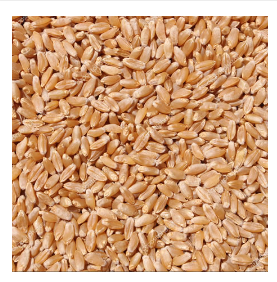 Wheat from 파라과이 supplied by Glymax - For Seed 소맥