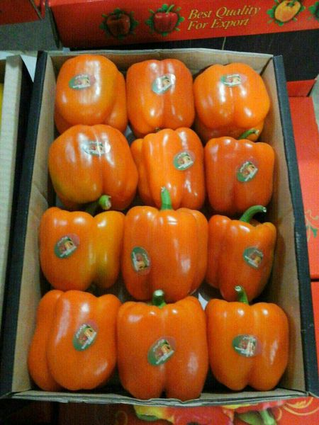 Bell Pepper from 이란 supplied by Safiran Sepehr Paya - >70 mm 신선 피망