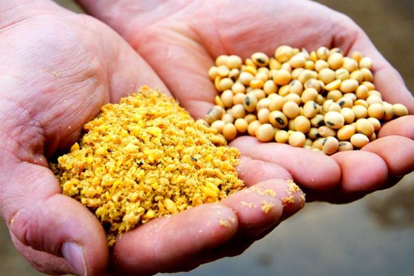 Soybean Meal from 남아프리카공화국 supplied by Rossgro - For Feed 대두박