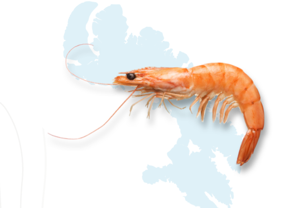 Northern Shrimp from 캐나다 supplied by Niqitaq Fisheries Ltd. - Northern Shrimp (=Pandalus borealis=Nordic Shrimp=Northern Prawn=Coldwater Prawn=Maine Shrimp=Canadaian Coldwater Shrimp=Arctic Shrimp) 냉동 새우