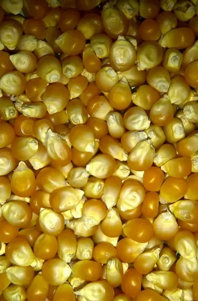 Corn from Argentina supplied by Alimentos B.T. - Popcorn - Pisingallo Maize (Corn)