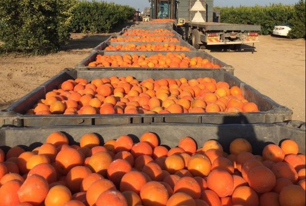 Fresh Goliath Pomelo from 이스라엘 supplied by Kibbutz Alumim - Whole 신선 포멜로