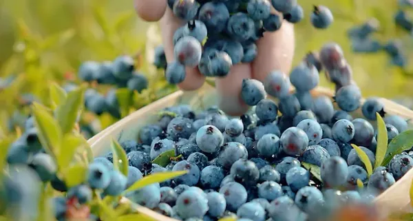 Wild Blueberry from 캐나다 supplied by Oxford Frozen Foods - Blue 신선 블루베리