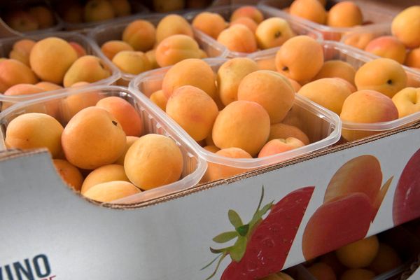 Apricot from Italy supplied by D'Avino Baldassare - Faralia (=Faralia Carmingo) Fresh Apricot