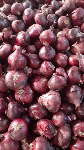 Onion from 이집트 supplied by The Green Pharmacy - Conventional 신선 양파