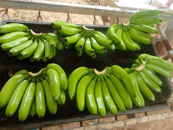 BANANA CAVENDISH from 인도네시아 supplied by Nusantara Agro Indonesia - 카톤 박스 (13.5kg)(=판지 상자) 신선 바나나