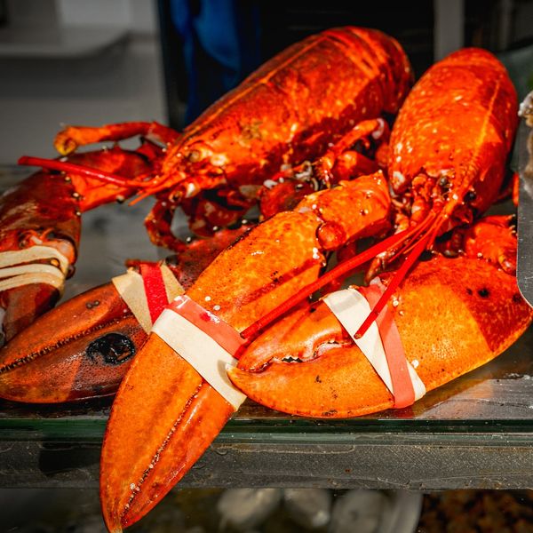 Lobster from 영국 supplied by The Netshop Jellied Eel Bar - Cooked (Not Frozen) 신선 랍스터