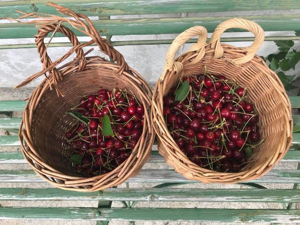 Cherry from Switzerland supplied by StadtLand Winti - Red Fresh Sweet Cherry