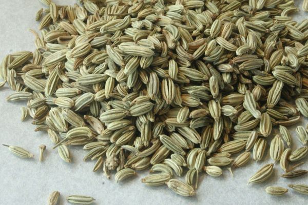 Fennel seeds from 인도 supplied by PHINIX INTERNATIONAL - 펜넬시드