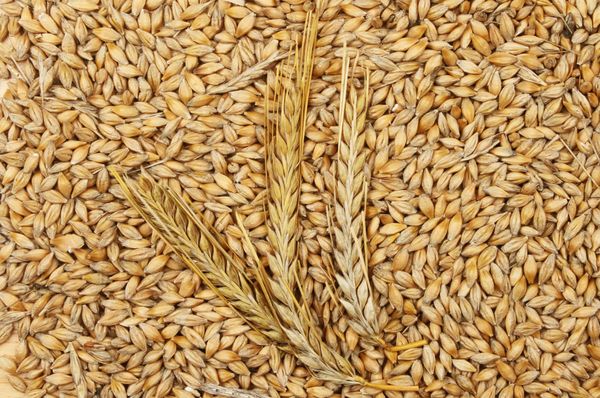 Barley from Russia supplied by LLC Paritet-Zernoproduckt - Whole Barley