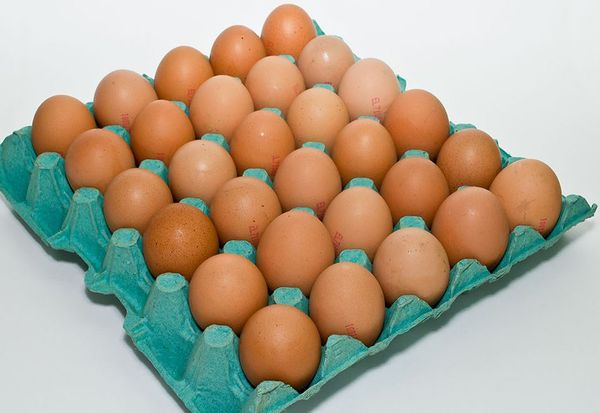BIO ORGANIC EGGS from Greece supplied by EXPORTERA P.C - Unspecified Chicken Egg