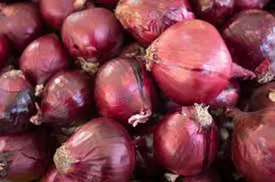 Fresh Onion from Pakistan supplied by FROOTZ PVT. LTD - Red Fresh Onion