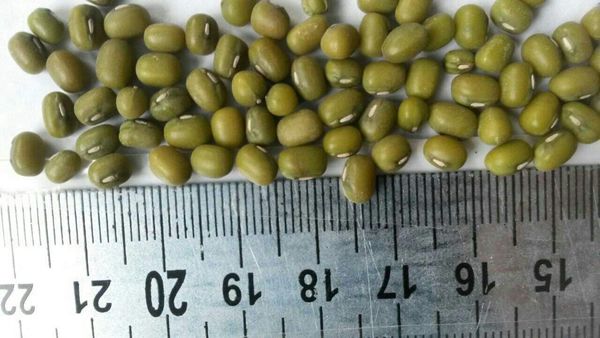Green Mung Bean from 우즈베키스탄 supplied by Zamon Group - Polished 말린 녹두
