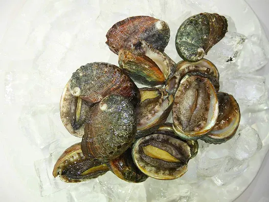 Kona Abalone from United States supplied by Big Island Abalone - Whole (=In Shell=Unshucked) Fresh Abalone