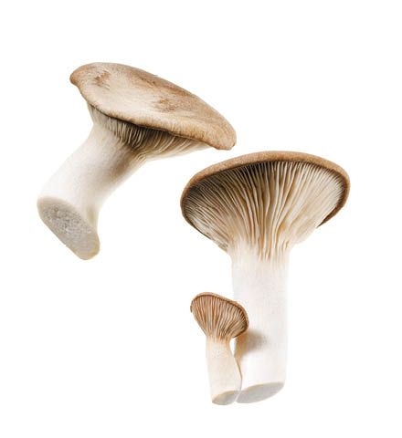 Oyster Mushroom from 독일 supplied by Pilzgarten GmbH - White Oyster Mushroom (=Pleurotus florida) 느타리버섯