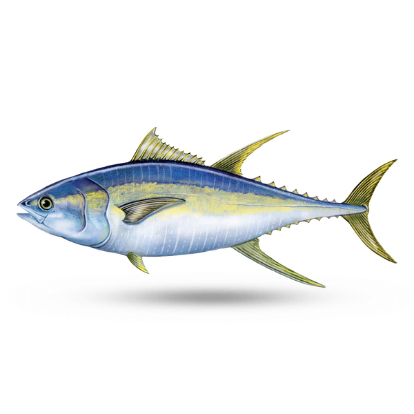 Yellowfin Tuna from South Africa supplied by Y & L Fishing Enterprises (Pty) Ltd - Frozen Yellowfin Tuna