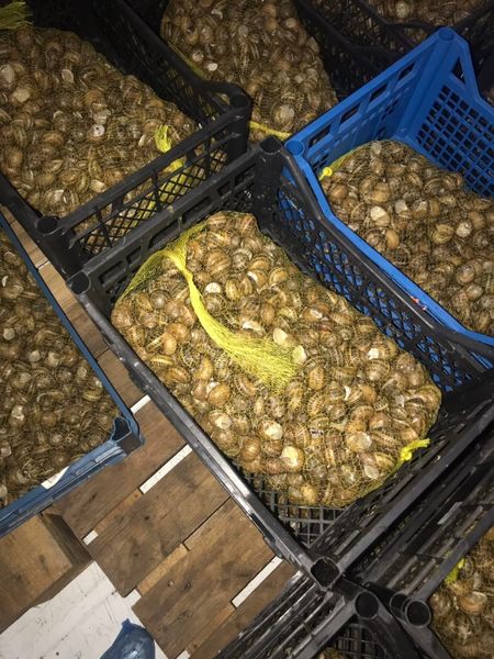 Snail Helix aspersa Müller from 우크라이나 supplied by FERMA ECO - 냉동 달팽이