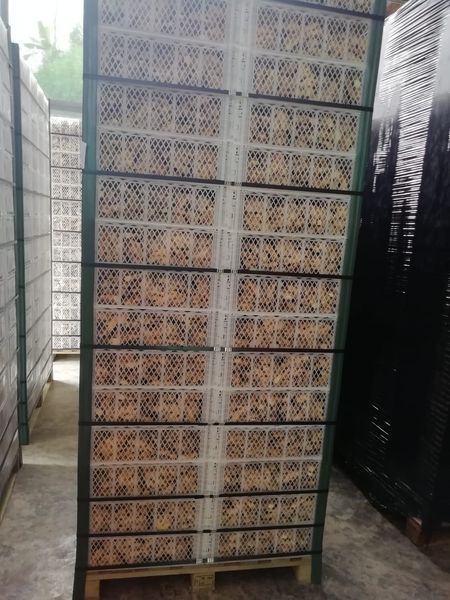 Ginger from 페루 supplied by Inka Wald Superfoods SAC - B 통생강