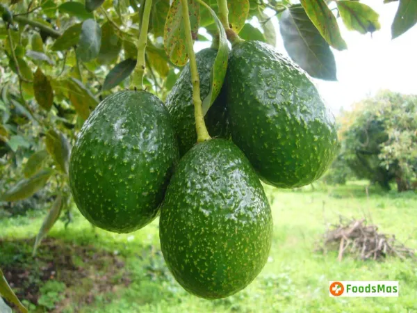 Fresh Avocado – Colombia from 콜롬비아 supplied by FoodsMas - 짙은 녹색 신선 아보카도