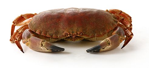 Brown Crab from 노르웨이 supplied by NORDIC GROUP AS - 원물 냉동 게