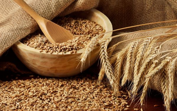 Wheat from 우크라이나 supplied by "Agro Aydin" agricultural company - High Quality 소맥