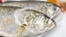 Yellow Wing Fish from Turkiye supplied by CALLUT TARIM TURIZM VE SU URU. ITH. IHR.SANAYI VE. TIC. LTD. STI. - Frozen Other Frozen Whole Fish