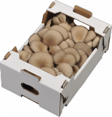 Oyster Mushroom from 헝가리 supplied by Pilze-Nagy Kft. - White 느타리버섯
