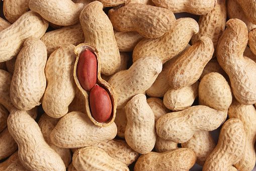 Peanut from 아르헨티나 supplied by Bohemia Belgium BVBA - Argentine Groundnut 땅콩 알맹이