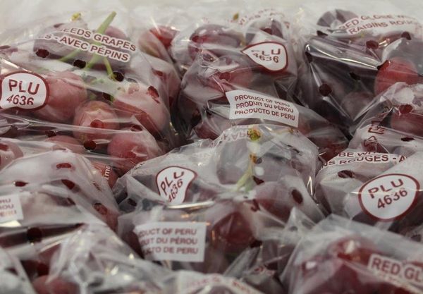 Grape from Peru supplied by Sobifruits S.A.C. - Dark Color Fresh Grape