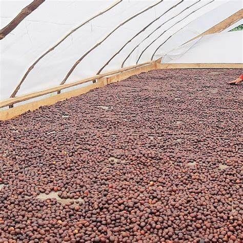 Cocoa from Peru supplied by Cooperat. Agr. Cafet. Y De Serv. Oro Verde Ltda - Dried Cocoa Bean