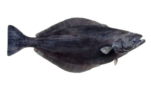 Black Halibut from United Kingdom supplied by Thomson International (Fish Sales) Ltd - Greenland Halibut (=Reinhardtius hippoglossoides =Greenland Turbot =Black Halibut =Blue Halibut =Lesser Halibut) Frozen Halibut