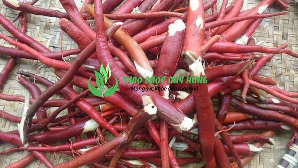 Dried Red Ginseng from 베트남 supplied by DUY HUNG HERBAL COMPANY LIMITED - Red 인삼