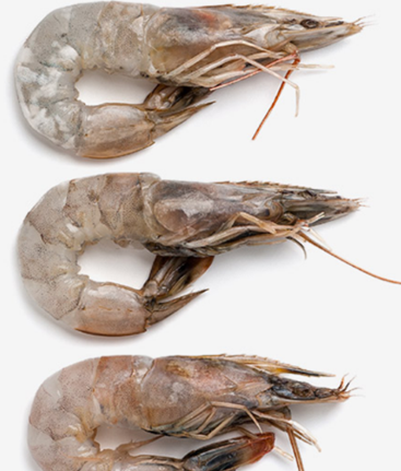 Shrimp from 스페인 supplied by Morey Esteva SL - 원물 냉동 새우