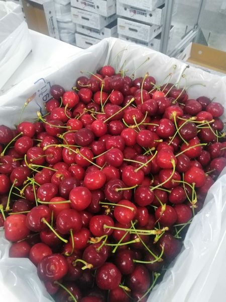 Fresh cherry from Uzbekistan supplied by UZ-SEGANG LLC - Dark Red Fresh Sweet Cherry