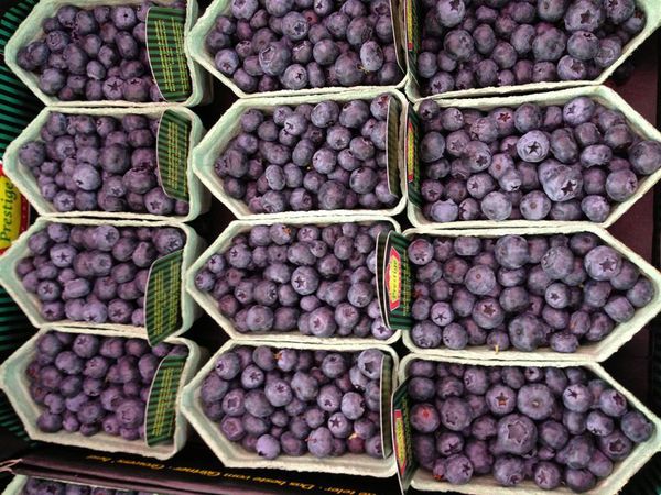 Blueberry from France supplied by CS fruits - Small-Medium Fresh Blueberry