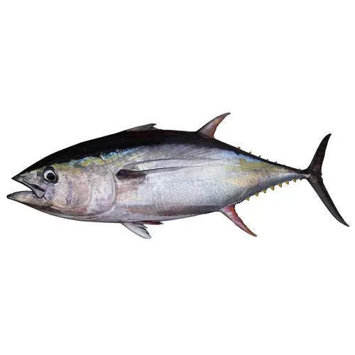 Tuna from Indonesia supplied by PT. Winson Prima Sejahtera - Fresh (=Chilled=Raw) Tuna
