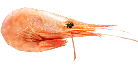 Prawn from Norway supplied by Norwegian Seafood Company A/S - Whole Frozen Common Shrimp & Prawn