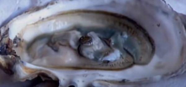 Oyster from 영국 supplied by Seasalter Shellfish (Whitstable) Ltd - Whole (=In Shell=Unshucked) 신선 굴