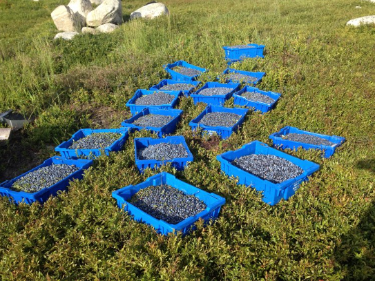 Blueberry from 미국 supplied by G M Allen & Son Inc - Fresh (=Chilled) 신선 블루베리