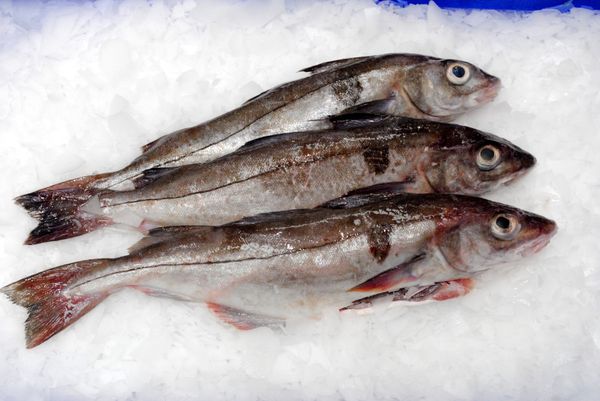 Fresh Haddock from United Kingdom supplied by Whitelink Seafoods Ltd - Whole (=In The Round) Frozen Haddock