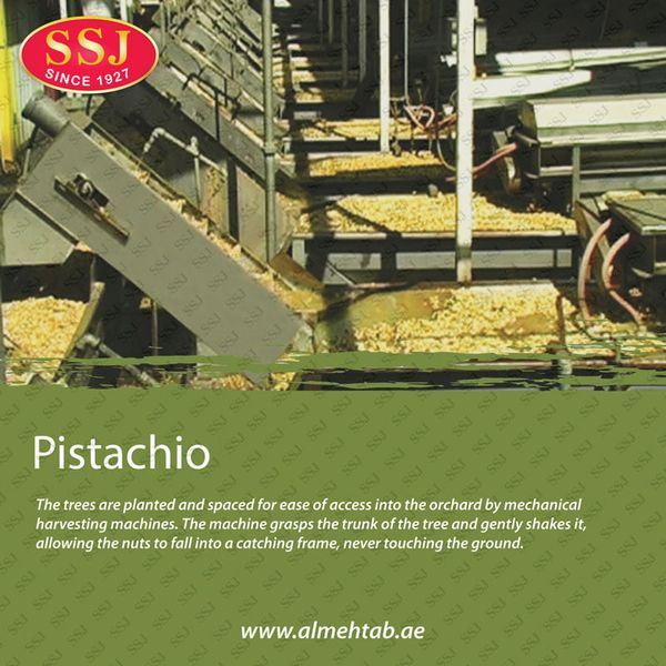 Pistachios from United Arab Emirates supplied by Al Mehtab Group - Dried Pistachio Kernel