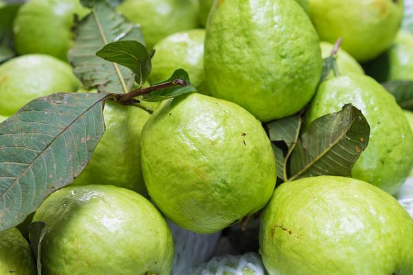 Fresh Guava from 파키스탄 supplied by Ansari Enterprises - Green 신선 구아바