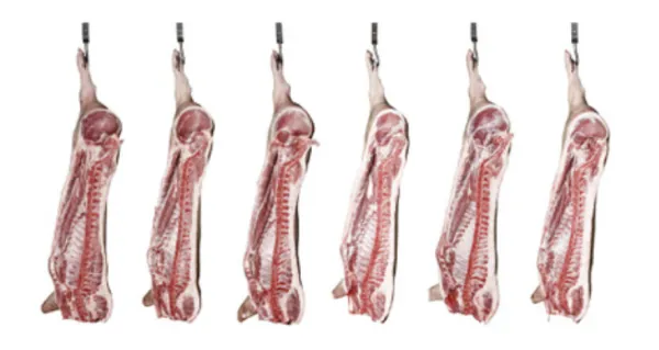 Pig Carcass from Belgium supplied by Groep De Brauwer - Carcass Other Fresh Pork Cuts