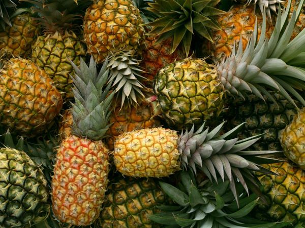 Fresh Pineapple from 벨기에 supplied by Top Harvest - Fresh (=Chilled) 신선 파인애플