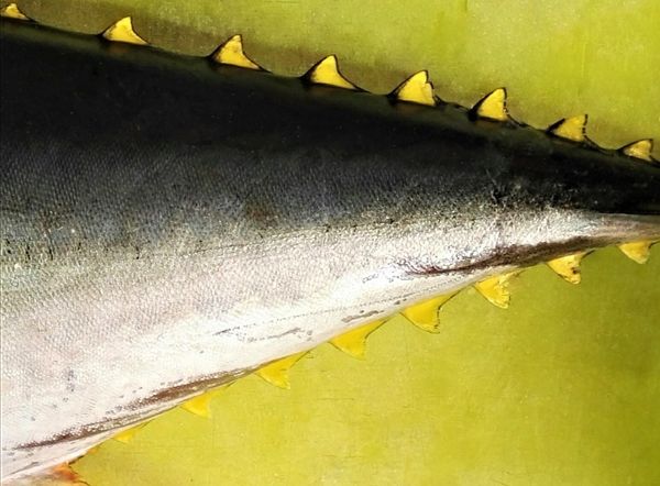 Yellowfin from South Africa supplied by Gordon's Bay Fisheries - Yellowfin Tuna (=Thunnus albacares =Ahi) Tuna