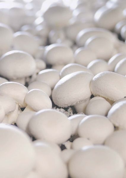 Mushroom from 폴란드 supplied by Pieczarkarnia Mirosław Jachimowicz - Cultivated 기타 신선 버섯류