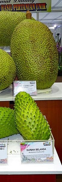 Durian from 말레이시아 supplied by Syarikat Perniagaan Sen Tak - Whole 신선 두리안